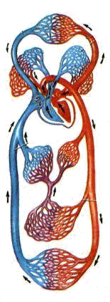 Кровообращение